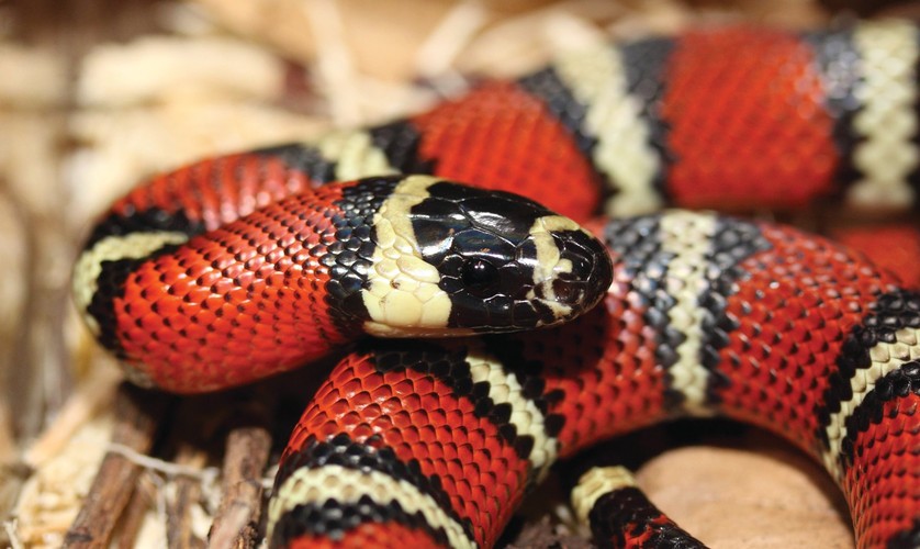 milksnake handling