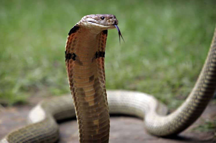 King Cobra 