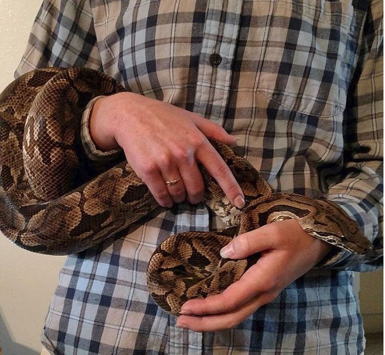 Dumeril's Boa Handling Tips & Tricks | Dumeril's Boa Care