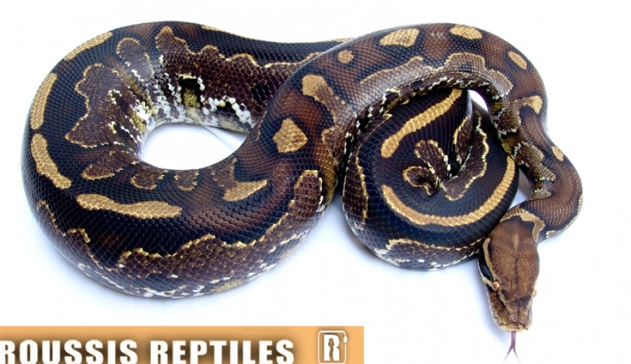 Hybrid snake - Borneo blood python x ball python | ReptiFiles