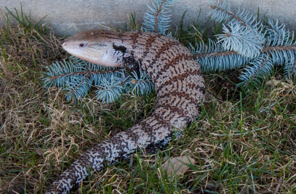 Blue Tongue Skink Subspecies ReptiFiles