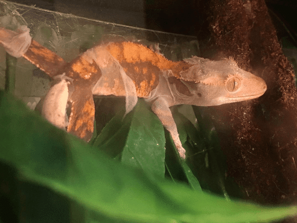 Crested Gecko Shedding Tips | Crested Gecko Health