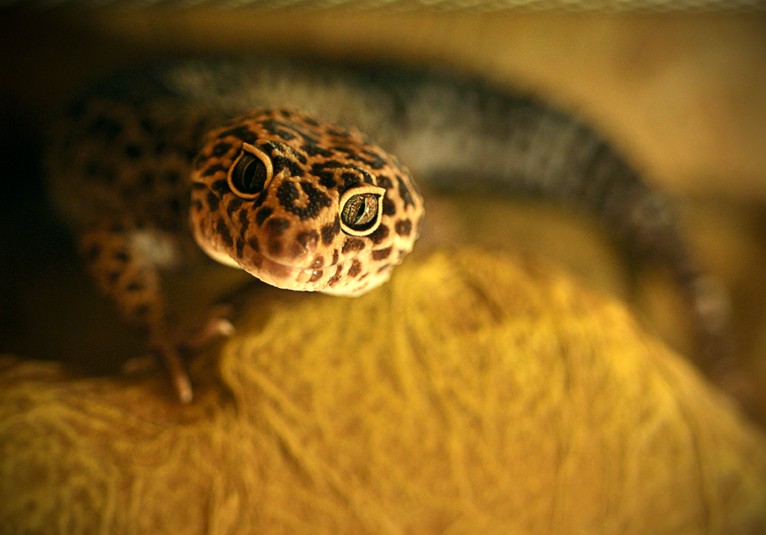 Leopard geckos (and most reptiles) require a heat gradient in