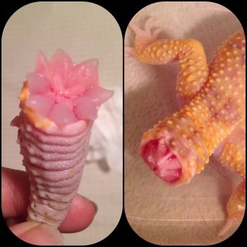 Leopard Gecko Tail Loss | Leopard Gecko Care Packet