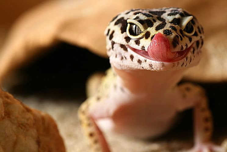 Leopard Gecko Care Guide.