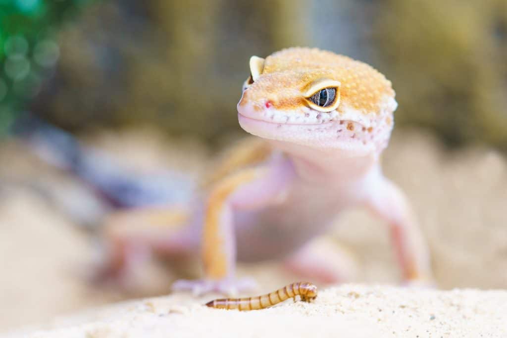 Leopard Gecko Feeding Info | Leopard Gecko Care