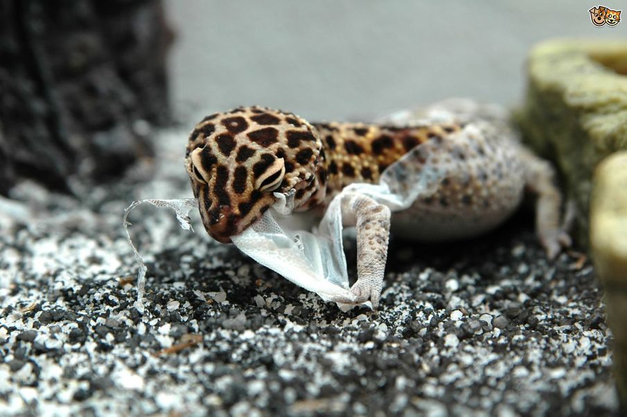 Leopard Gecko Shedding | Leopard Gecko Care Packet