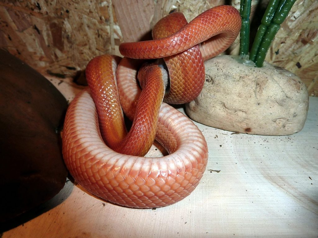 https://reptifiles.com/wp-content/uploads/2017/09/corn-snake-597215_1920-1.jpg