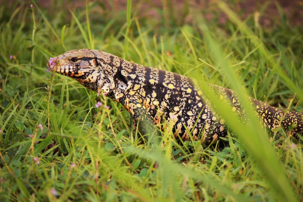 Colombian & Argentine Tegu Care Guide | ReptiFiles