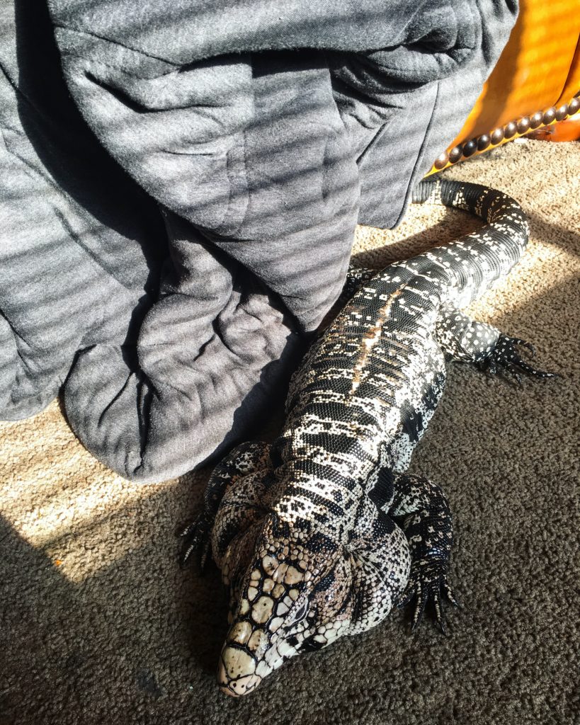 Pet shops tegu for