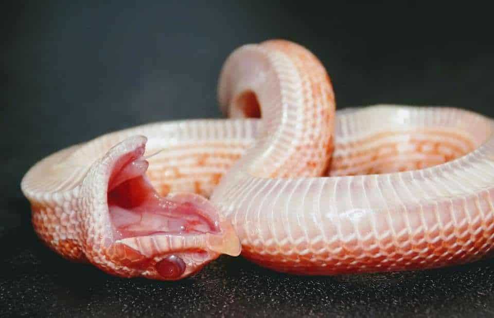 The Ultimate (FREE!) Hognose Snake Care Guide | ReptiFiles