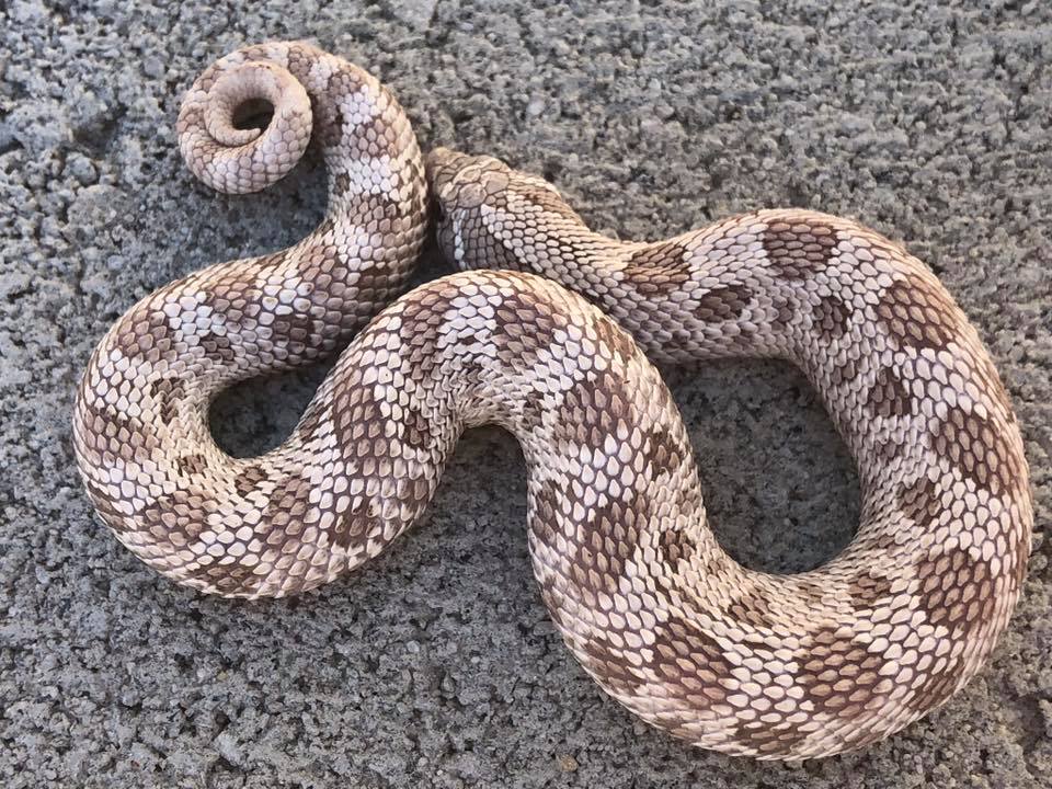 Heterodon Species | ReptiFiles' Hognose Snake Care Guide