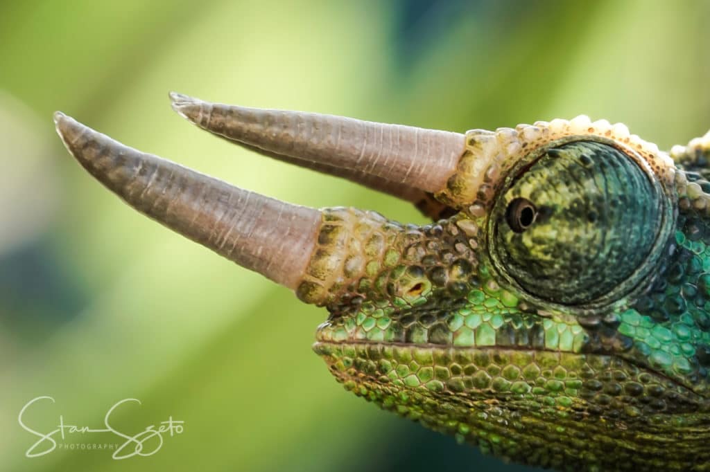 The Ultimate Jackson's Chameleon Care Guide | ReptiFiles