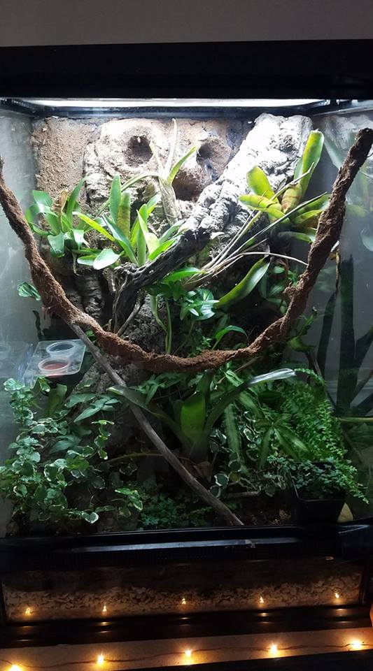 Crested Gecko Decorations for Your Terrarium | ReptiFiles