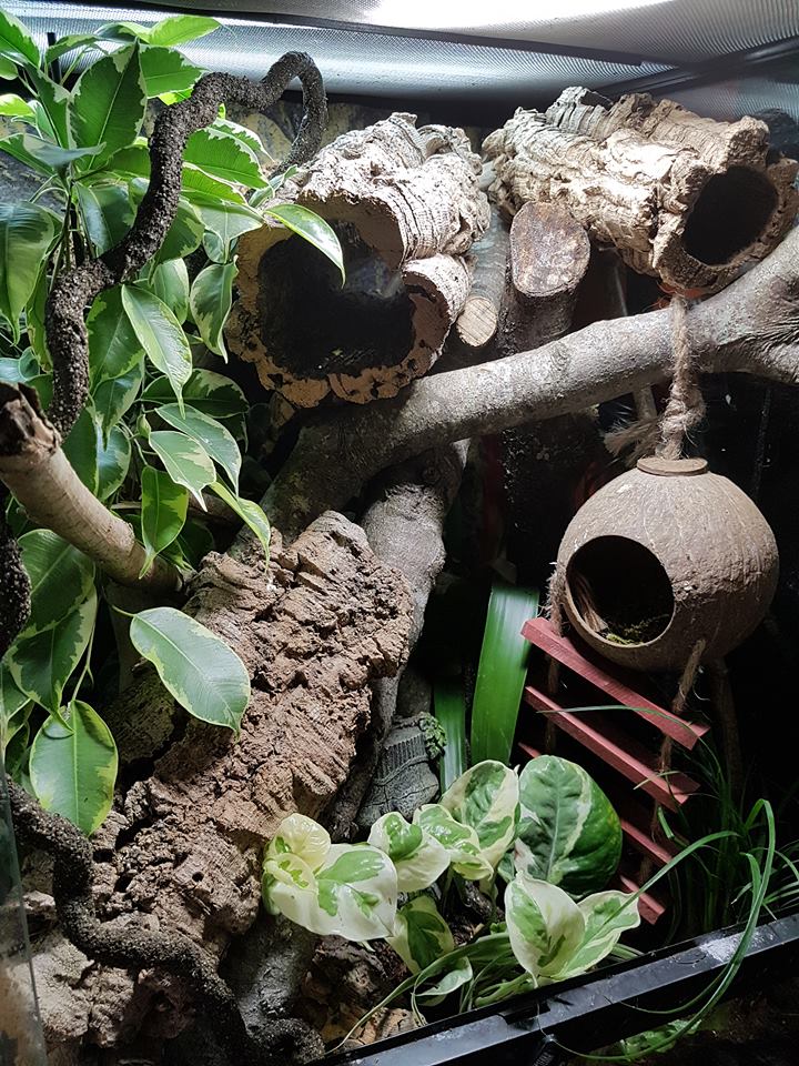 Crested Gecko Decorations for Your Terrarium ReptiFiles