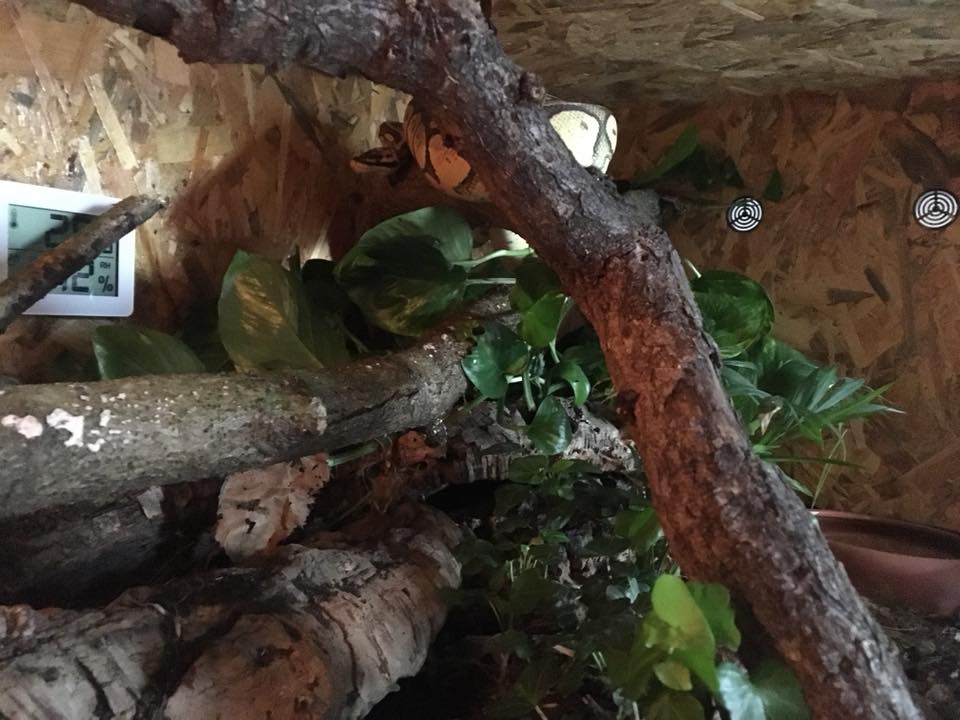 Your Guide to Ball Python Terrarium Decorations | ReptiFiles