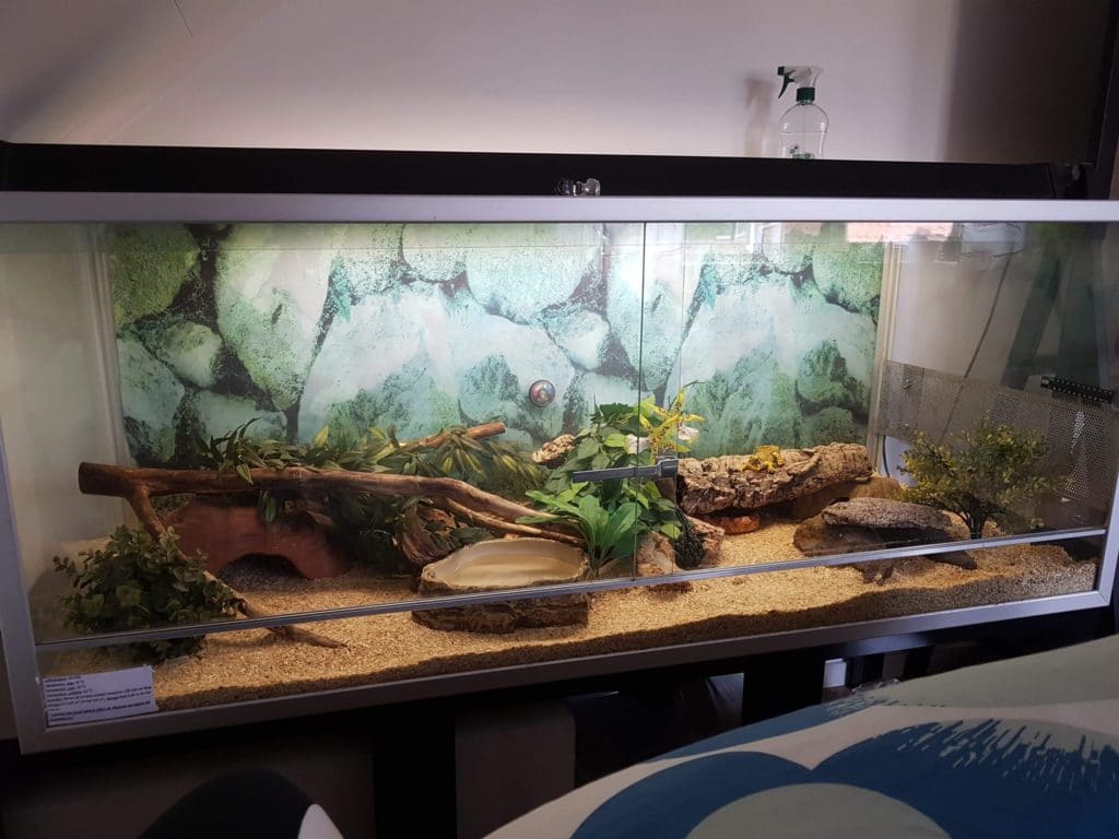 Corn Snake Accessories | Decorating Your Corn Snake's Terrarium