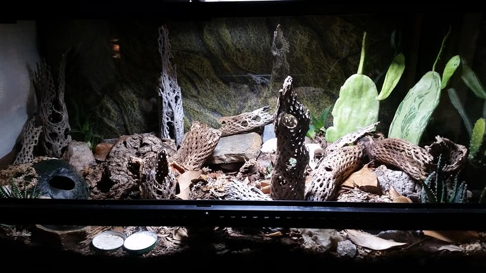 Leopard Gecko Terrarium Decorations Leopard Gecko Care