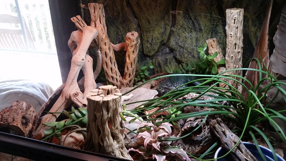 Environmental Enrichment Decorating Your Hognose Snake Enclosure