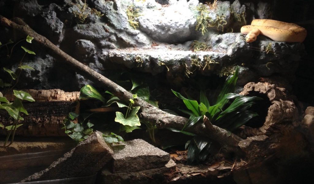 Your Guide to Ball Python Terrarium Decorations | ReptiFiles