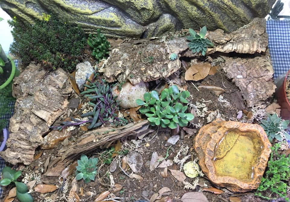 Environmental Enrichment Decorating Your Hognose Snake Enclosure