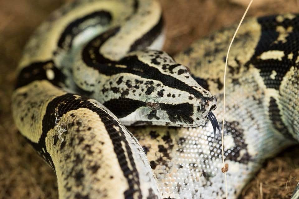 Boa Snake Species: Unveiling the Diverse World of Boas