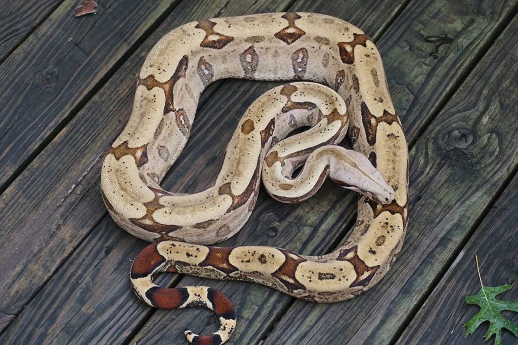 Boa Species & Subspecies - ReptiFiles® Red-Tailed Boa Care Guide
