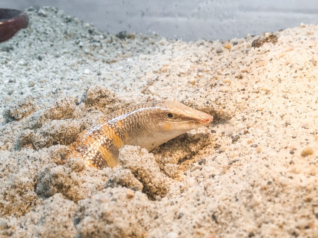 Sandfish Terrarium Size Requirements Sandfish Care Guide