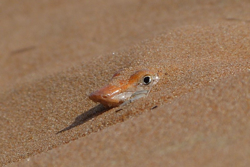 Common sandfish: what is the Scincus scincus and how does it swim through  sand? - Discover Wildlife