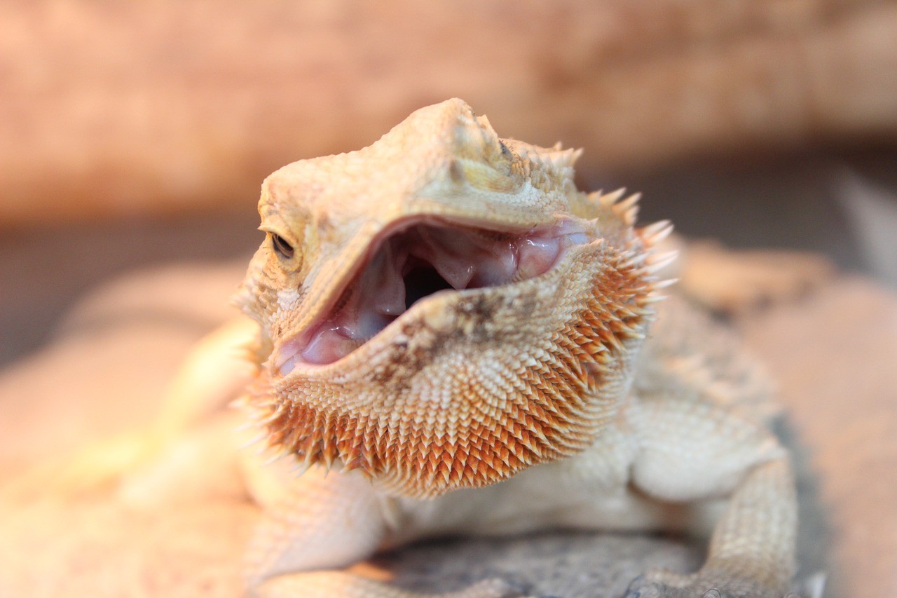 bearded dragons teeth