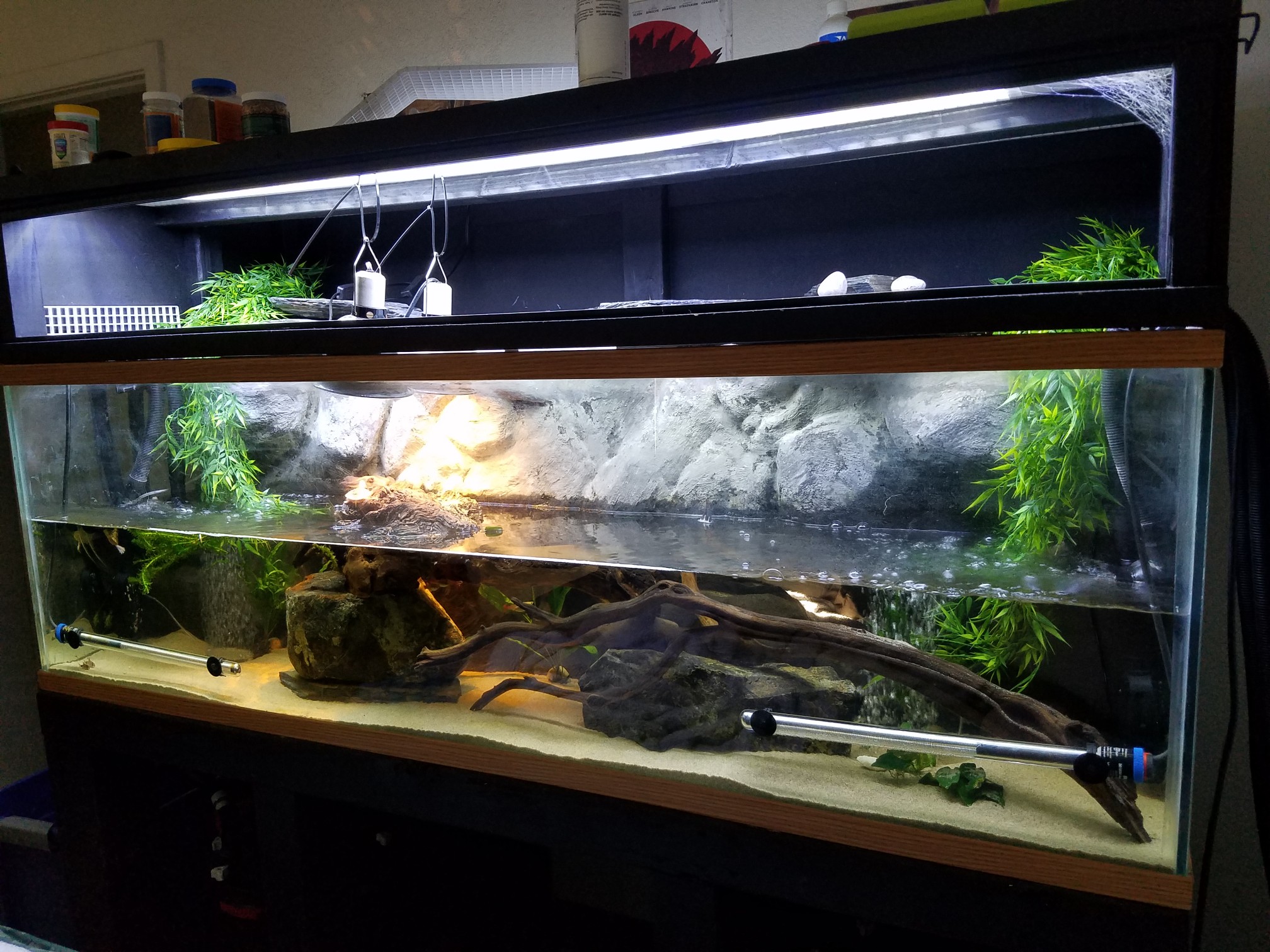 crocodile skink cage setup