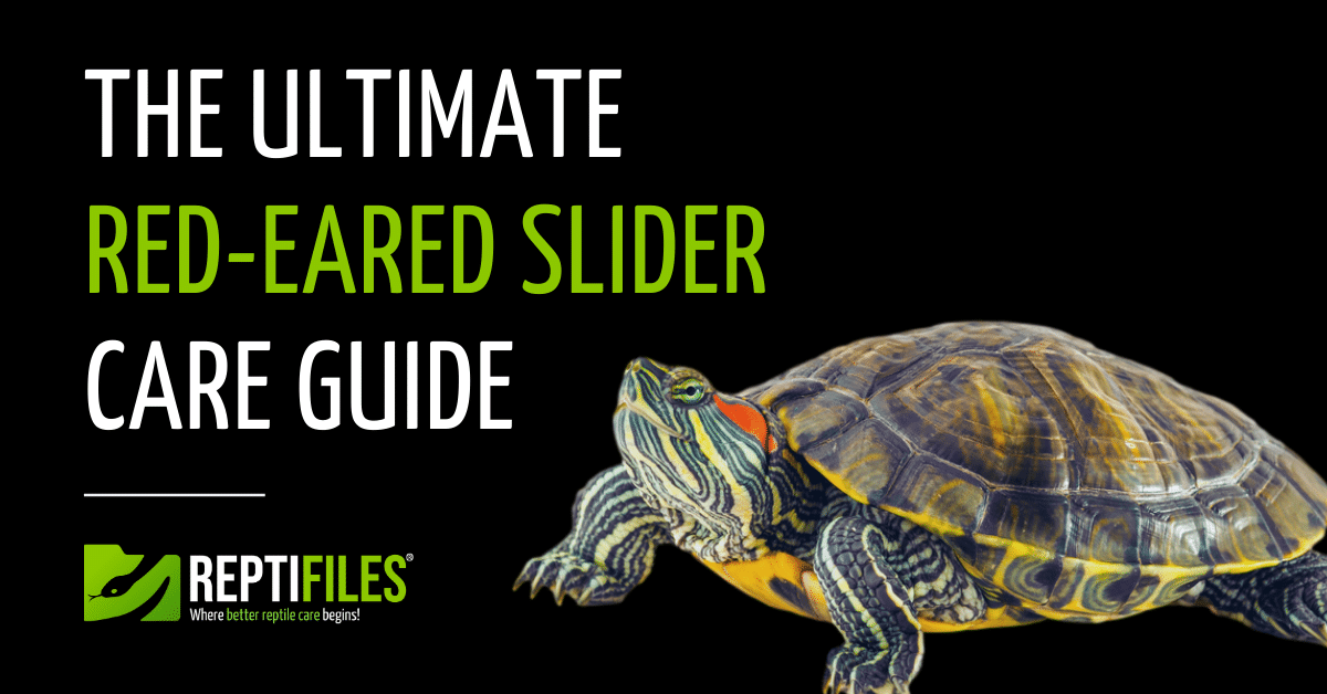 The Ultimate Red Eared Slider Care Guide Reptifiles