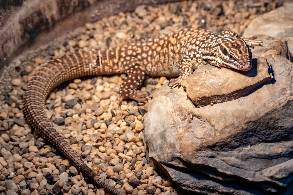 Ackie Monitor Temperatures & Heating