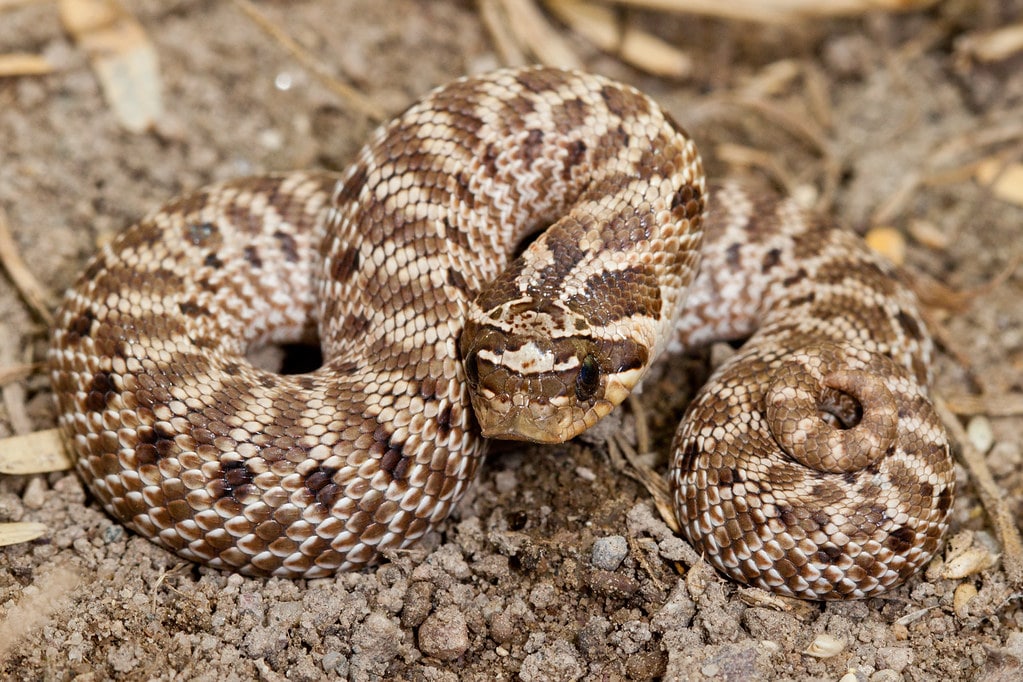 Heterodon Species | ReptiFiles' Hognose Snake Care Guide