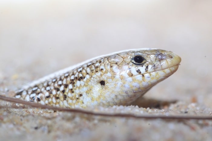 Fashion skink bedding