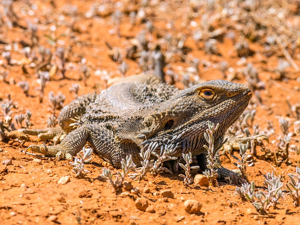 The Ultimate Bearded Dragon Care Guide | ReptiFiles