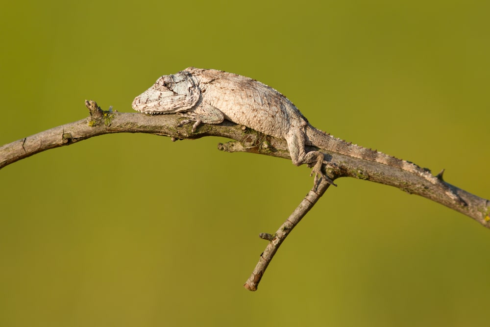 8″ (20cm) PVC Tipped Tweezers – Groveland Gecko