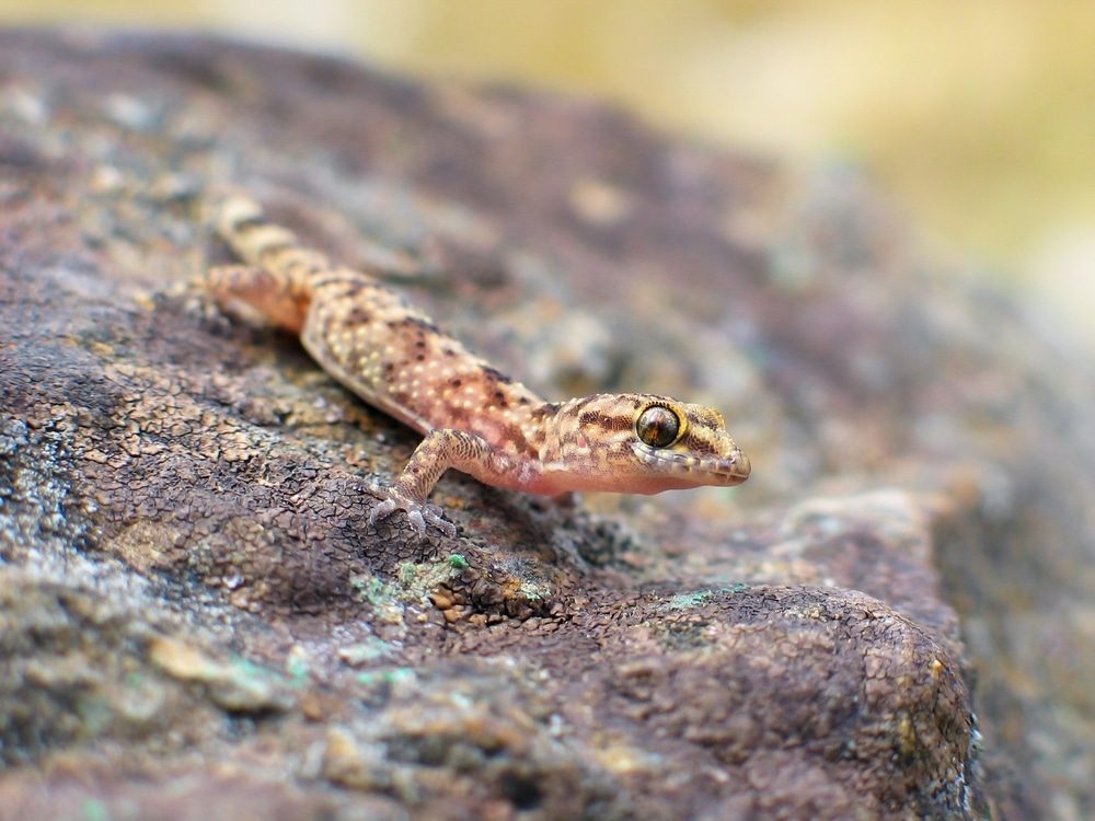 Mediterranean House Gecko Care Sheet ReptiFiles