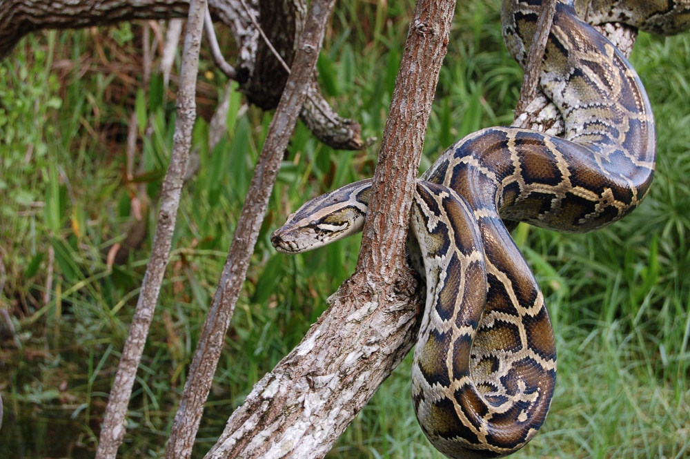 https://reptifiles.com/wp-content/uploads/2023/05/burmese-python.jpg