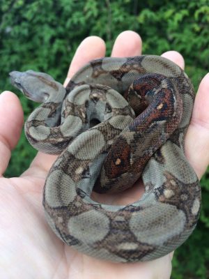 Boa Species & Subspecies | ReptiFiles®, LLC Red-Tailed Boa Care Guide