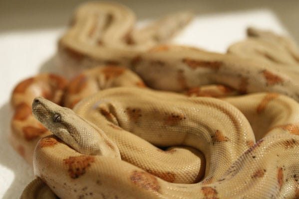 Boa Species & Subspecies - ReptiFiles®, LLC Red-Tailed Boa Care Guide