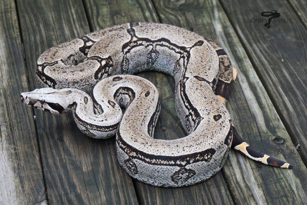 Boa Species & Subspecies - ReptiFiles® Red-Tailed Boa Care Guide