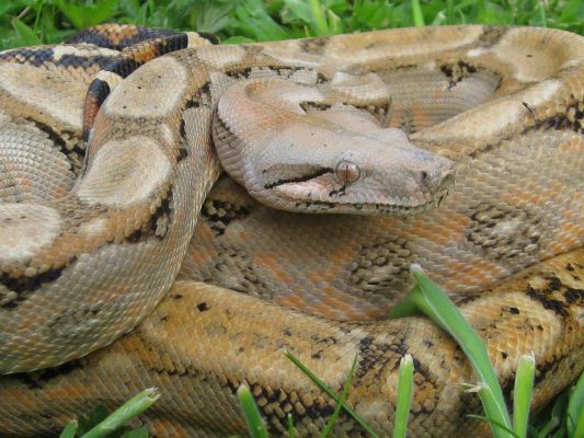 Boa Species & Subspecies - ReptiFiles®, LLC Red-Tailed Boa Care Guide